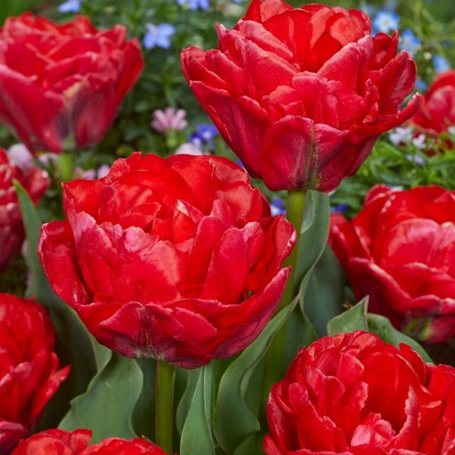 Tulipa 'Pamplona' - Tulp 'Pamplona' 
